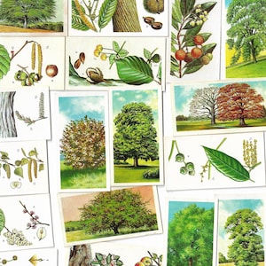 50 Vintage Teekarten - Trees in Britain. Brooke Bond. Komplettes Set. Original Artikel (1966) Natur Blumen Blumen Botanische Ephemera Geschenk