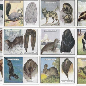 25 tarjetas de cigarrillos vintage - Animales y sus pieles. 1929. Serie completa. Testamentos. Tarjetas de tabaco Tarjetas comerciales.