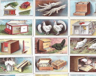 25 Vintage Cigarette Cards - Poultry Rearing & Management. 1922. Full Set. Ogdens. Tobacco cards. Chickens Birds Cute Animal Gift Ephemera