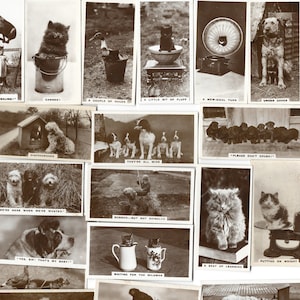 27 Vintage Zigarettenkarten - Lustige süße Tierfotos (2. Serie). 1931. Komplettes Set. De Reszke Tabakkarten Handelskarten. Katzen Hunde Geschenk