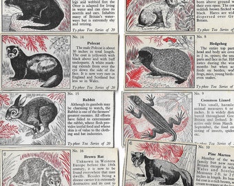 20 biglietti da tè vintage - Alcuni animali di campagna. 1955. Set completo. Tè Typhoo. Animali carini, effimeri, artigianato, scrapbooking, regalo a forma di riccio.