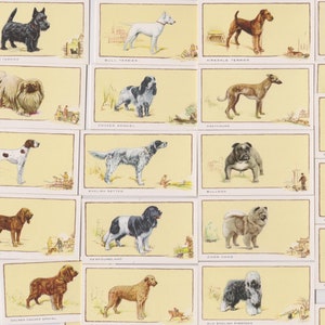 24 Vintage Zigaretten Karten - Hunde. 1934. Vollständiges Set. Gallaher Tabak. Süßes Doggo Hunde Geschenk