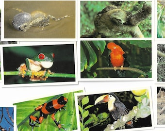 30 Vintage Cigar Cards - Disappearing Rainforest. 1984. Full Set. Grandee Cigars. Cigarette Cards Tobacco cards Trade cards Environmentalism