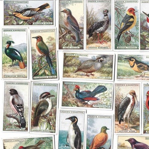 50 Vintage Cigarette Cards - Foreign Birds. 1924. Full Set. Ogdens. Tobacco cards Trade cards. Ornithology, birdwatcher gift