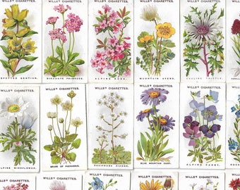 50 Vintage Cigarette Cards - Alpine Flowers. 1913. Full Set. Wills Tobacco cards Trade cards. Cute Floral Botanical Ephemera Gift Crafts