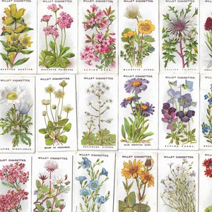 50 Vintage Zigarettenkarten - Alpenblumen. 1913. Vollständiges Set. Wills Tobacco Karten Handelskarten. Niedliches botanisches Ephemera-Geschenk-Handwerk
