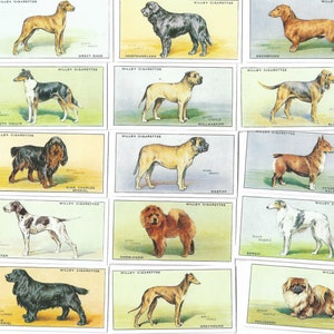 Hunde. Moderner Nachdruck des originalen Sets von 50 Wills Zigarettenkarten aus dem Jahr 1937. Süße Hunderassen