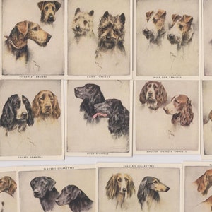 25 vintage sigarettenkaarten - hondenkoppen van schilderijen (groot). 1955. Volledige set. John Speler. Tabakskaarten Handelskaarten. Leuk Doggo-cadeau