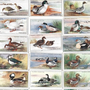50 Vintage Zigaretten Karten - Spiel Vögel & Wildgeflügel. 1927. Komplettes Set. John Player Tabakkarten. Vogelbeobachter Vogelbeobachter Ornithologie Geschenk
