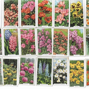 50 Vintage Cigarette Cards - Garden Flowers. 1938. Full Set. Gallaher. Tobacco cards Trade cards. Floral Plants