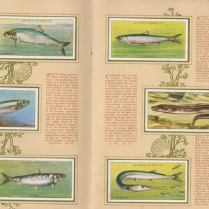 Puede incluir: Una página vintage de un álbum de cromos de cigarrillos con ilustraciones de varias especies de peces. Cada pez se representa en un marco rectangular con un fondo verde. La página tiene descripciones de texto y elementos decorativos.