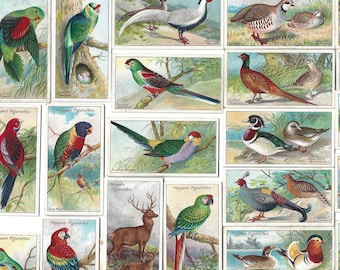 シガレットカード イギリス 蝶 ヴィンテージ 50枚のビンテージシガレットカード - イギリスの蝶。1927年