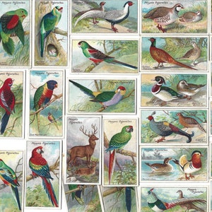 50 Vintage Cigarette Cards - Nature Series. 1909. Full Set. John Player. Tobacco cards. Wild animals, birds, ornithology