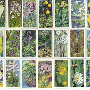 May include: A collection of vintage botanical illustrations featuring various wildflowers. Each card showcases a different species, with detailed depictions of their blooms and foliage. The cards are rectangular with a white border, and the illustrations are in vibrant colors.