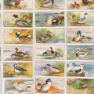 Gibier à plumes et oiseaux sauvages. Réimpression moderne de l'ensemble complet original de 1927 de 50 cartes de cigarettes John Player Observateur d'oiseaux, canards, cadeau d'oiseau