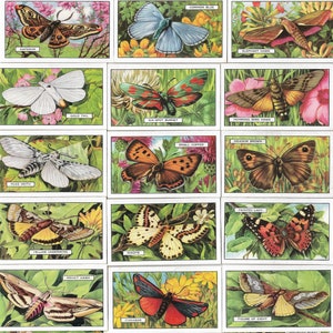 48 Vintage Zigarettenkarten - Schmetterlinge und Motten. 1938. Volles Set. Gallaher Tabakkarten Trade cards. Lepidopterologie Lepidopterist Geschenk
