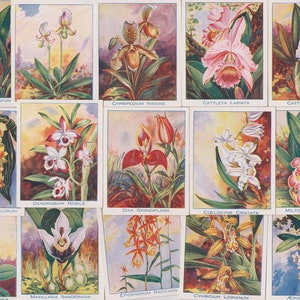 24 vintage sigarettenkaarten: orchideeën (groot). 1925. Volledige set. Carrera. Tabakskaarten Handelskaarten. Bloementuinieren cadeau antiek kortstondig