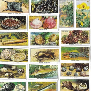 Das Meeresufer. Moderner Nachdruck des originalen Sets von 50 Wills Zigarettenkarten aus dem Jahr 1938. Fisch Sealife Küste Strand Geschenk