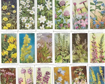 50 Vintage Cigarette Cards - Wild Flowers (Second Series). 1937. Full Set. Wills Tobacco cards Trade cards. Gift Floral Plants Decoupage