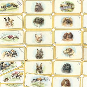 52 Vintage Zigaretten Karten - The Black Cat Greyhound Racing Game (kleiner). 1926 Full Set Carreras Tabakkarten. Antikes Spielkarten Spiel