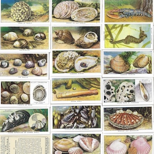 50 Vintage Zigaretten Karten - The Sea Shore. 1938. Komplettes Set. Willen. Tabakkarten Handelskarten. Angeln Natur Sealife Ozean Wildlife Tiere