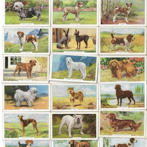 48 Vintage Zigarettenkarten - Hunde (zweite Serie). 1936. Volles Set. Gallaher. Tabakkarten Handelskarten. Niedliche Tiere Kunsthandwerk Doggos Puppen