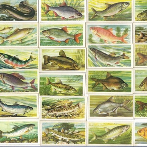 50 Vintage Teekarten - Süßwasser-Fisch. Brooke Bond. Volles Set. Original-Artikel (1960) Angeln Geschenk Fisch Handwerk