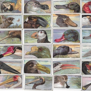 50 Vintage Cigarette Cards - Curious Beaks. 1929. Full Set. John Player. Tobacco cards Trade cards. Birds Ornithology Gift Ephemera Crafts