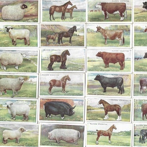 "25 Vintage Zigarettensticker ""Britin Live Stock""." 1915. Vollständiges Set. John Player. Zucht von Schafen, Kuh, Wildschwein, Stier. Antikes Bauern Geschenk