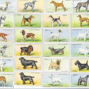 50 Cartões de Cigarro Vintage - Cães. 1937. Conjunto Completo. Cartões de Tabaco Wills. Cartões de Troca. Animais Fofos. Raças de Cães. Histórico.