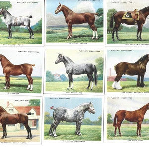 May include: A collection of nine Player's Cigarettes cards, each showcasing a different horse breed. The illustrations depict horses in various poses, with the breed name printed below. The cards have a white border and a classic, vintage design.