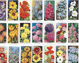 May include: A collection of 36 vintage cigarette cards featuring colorful illustrations of various flowers. Each card has the text "WILLS'S CIGARETTES" at the top and the flower's name and variety at the bottom.