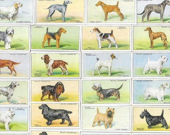 50 Vintage Cigarette Cards - Dogs. 1937. Full Set. Wills Tobacco cards Trade cards. Cute Animals Dog Breeds Historical