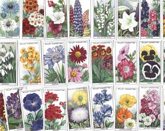 Garden Flowers 1939 | Wills Cigarette Cards | 50 Original Cards | Flower  Pictures | Flower Cigarette Cards
