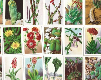 49 Vintage Cigarette Cards - South African Succulents. 1936. Full Set. Westminster Tobacco South Africa. Botanical, floral ephemera gift