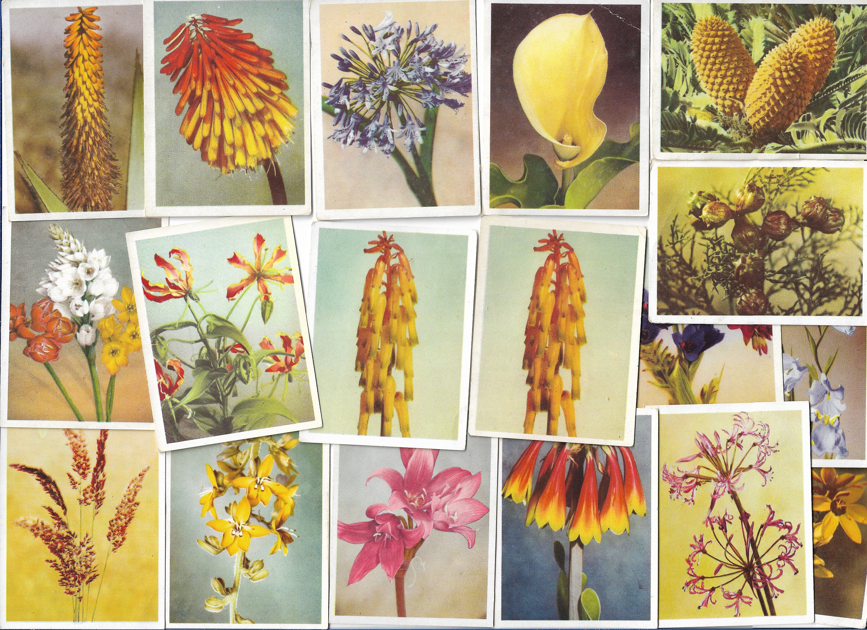 our south african flora cigarette cards 100 Vintage Cigarette Cards - Our South African Flora. 1940. Full Set.  United Tobacco. Floral Flowers Botanical Ephemera Gift South Africa