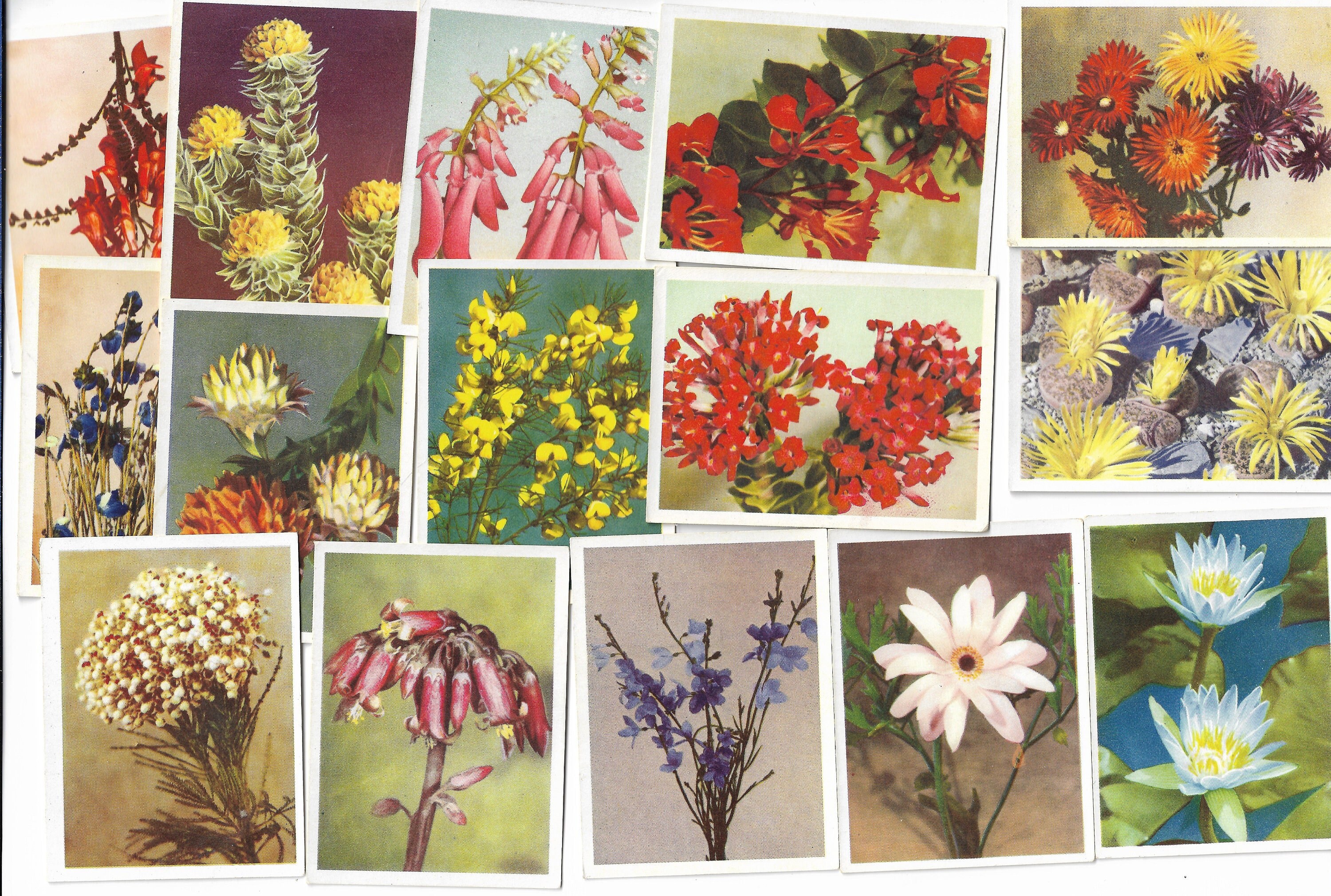100 Vintage Cigarette Cards - Our South African Flora. 1940. Full Set.  United Tobacco. Floral Flowers Botanical Ephemera Gift South Africa
