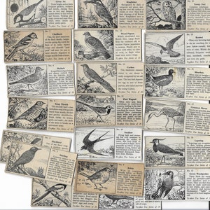20 Cartões de Chá Vintage - Pássaros Britânicos Comuns. 1955. Conjunto Completo. Chá Typhoo. Pássaros Ornitologia Observação de Pássaros Presente para Observadores de Pássaros