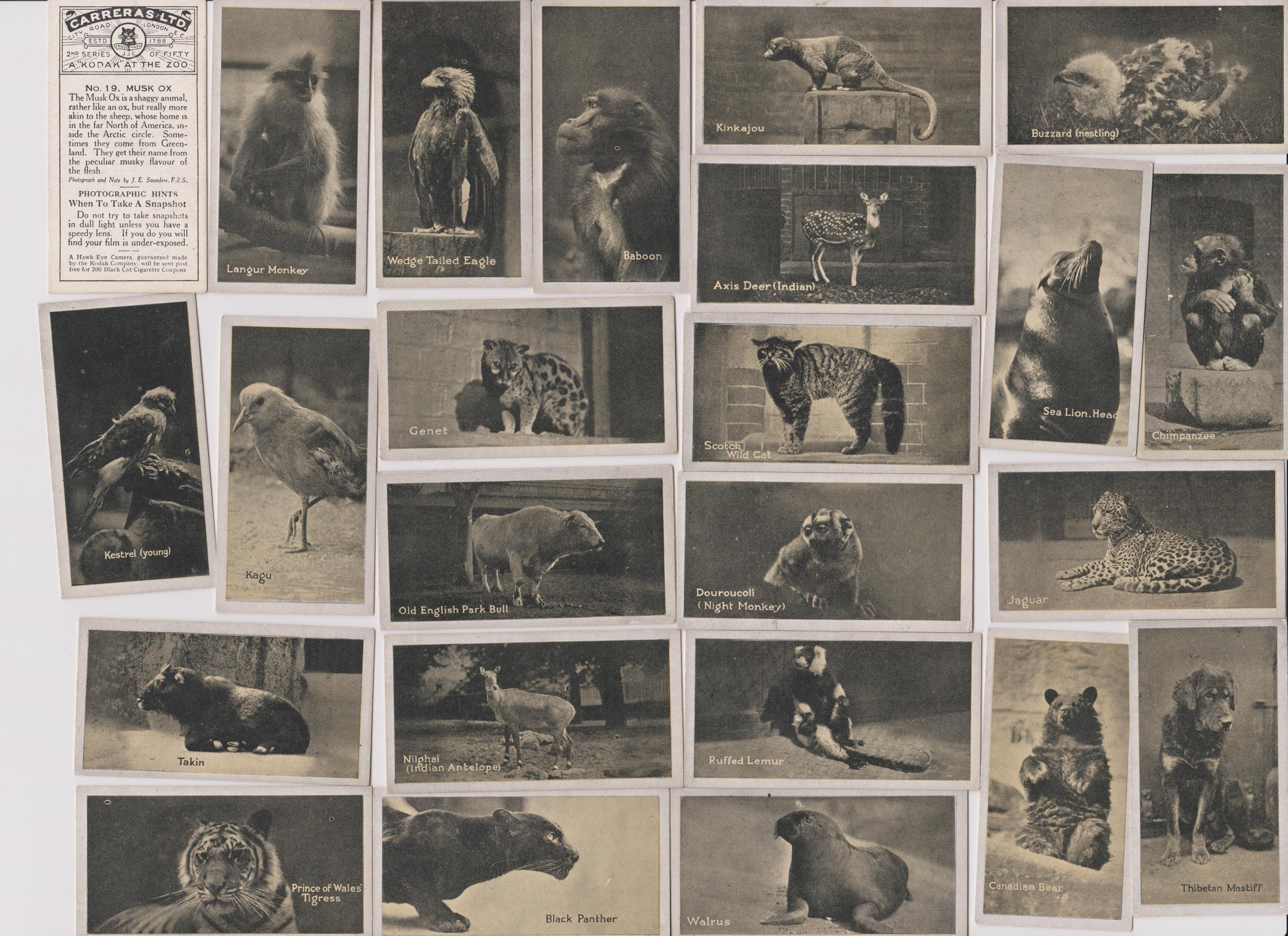 50 Vintage Cigarette Cards - A Kodak at the Zoo (2nd series). 1925. Full Set. Carreras Tobacco. Cute antique animals gift