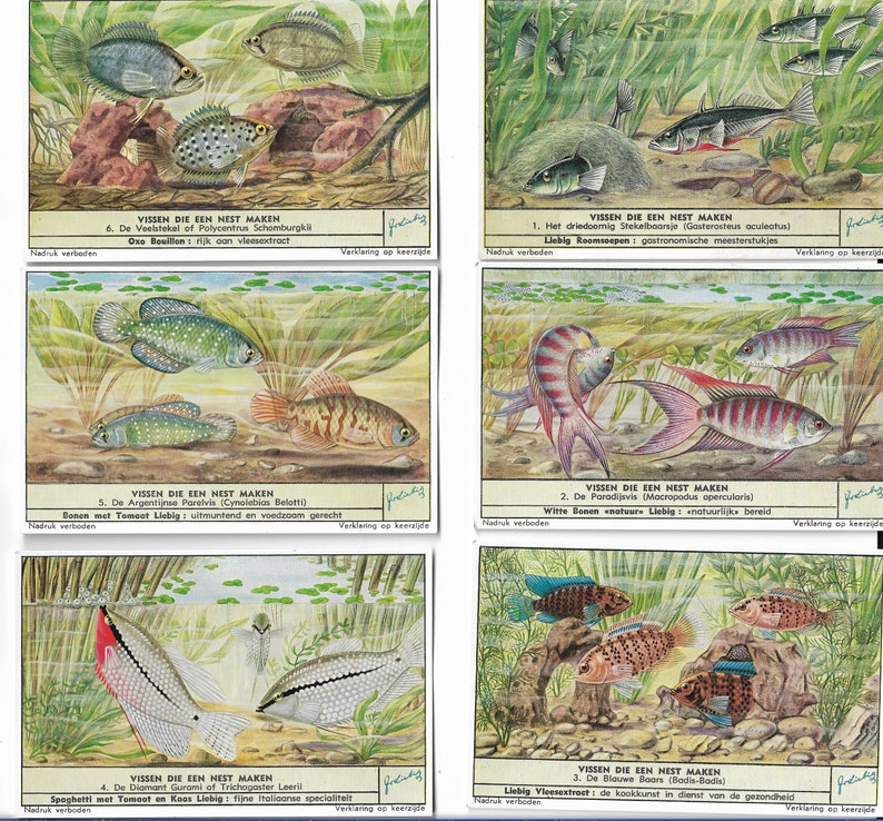 Fish and their Habitats 6 Vintage 1950s Advertising Cards from the Liebig company of Belgium. Full set. Trade cards Ephemera Fishing Gift image 1
