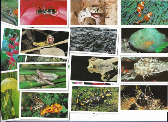 30 Vintage Cigar Cards