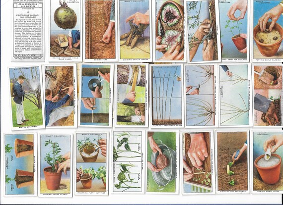 50 Vintage Cigarette Cards - Garden Hints. 1938. Full Set. Wills. Tobacco  Cards Trade Cards. Floral Gardening