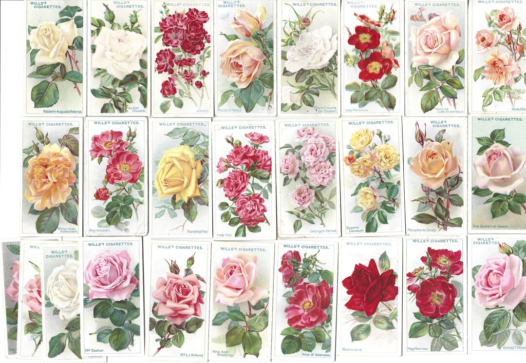 50 Vintage Cigarette Cards Roses. 1926. Full Set. Wills Etsy