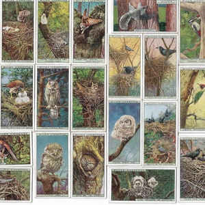 50 Vintage Cigarette Cards - Life in the Tree Tops. 1925. Full Set. Wills Tobacco cards Trade cards. Cute Birds Birdwatcher Gift Owls