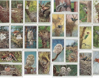 50 Vintage Cigarette Cards - Life in the Tree Tops. 1925. Full Set. Wills Tobacco cards Trade cards. Cute Birds Birdwatcher Gift Owls