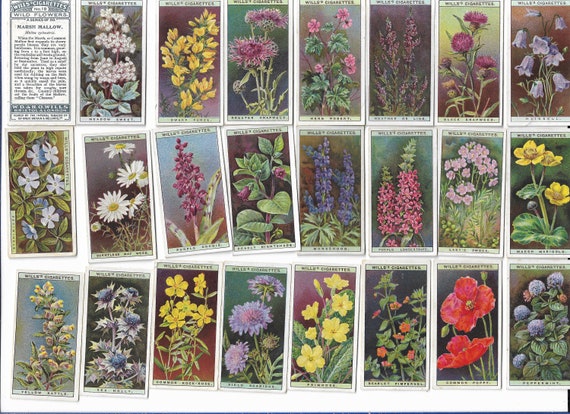 50 Vintage Cigarette Cards