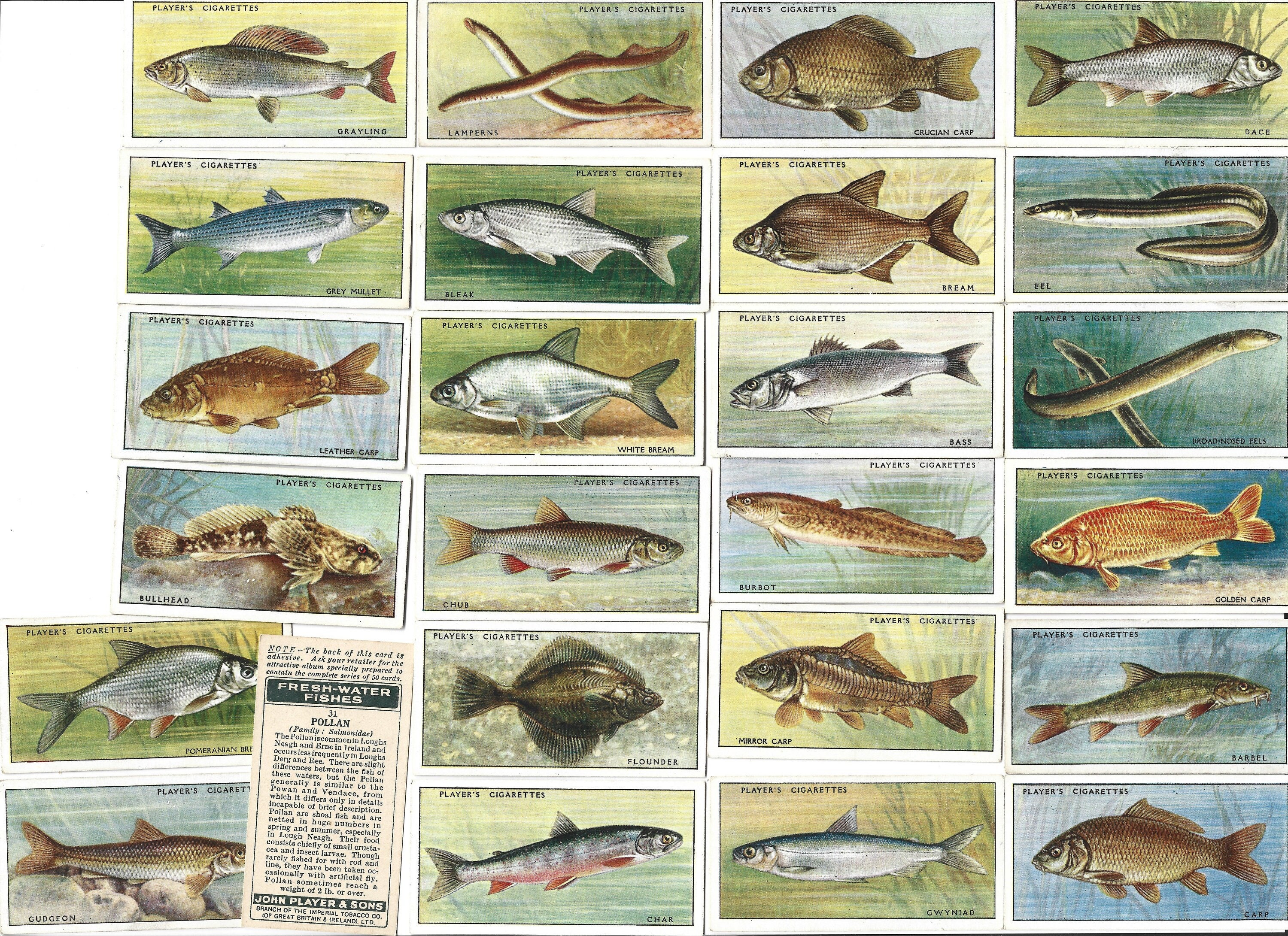 fish cigarette cards 50 Vintage Cigarette Cards