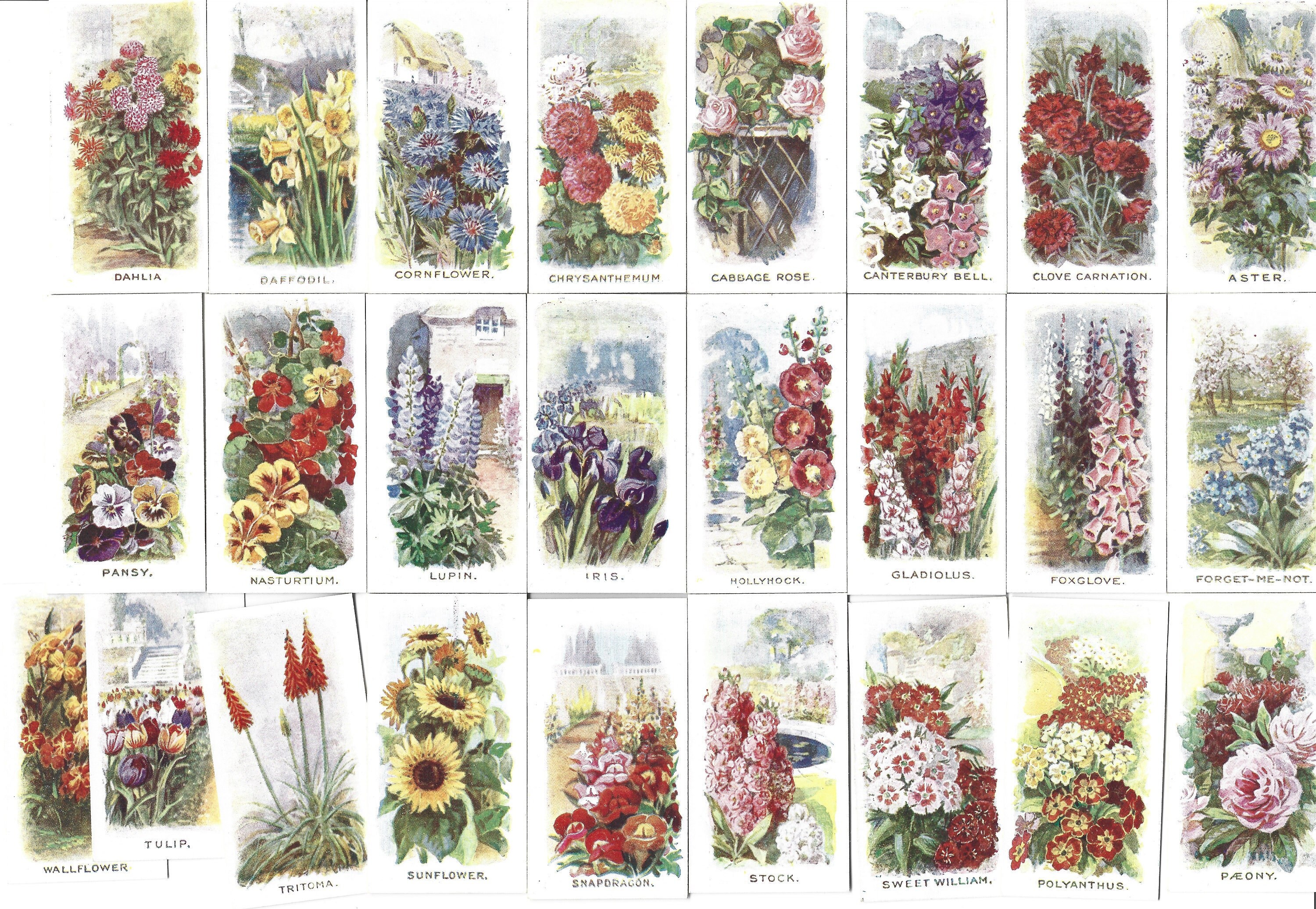 25 Vintage Cigarette Cards - Old Favorites. 1936. Full Set. Abdulla Tobacco  Cards. Floral Flowers Botanical Ephemera Gift