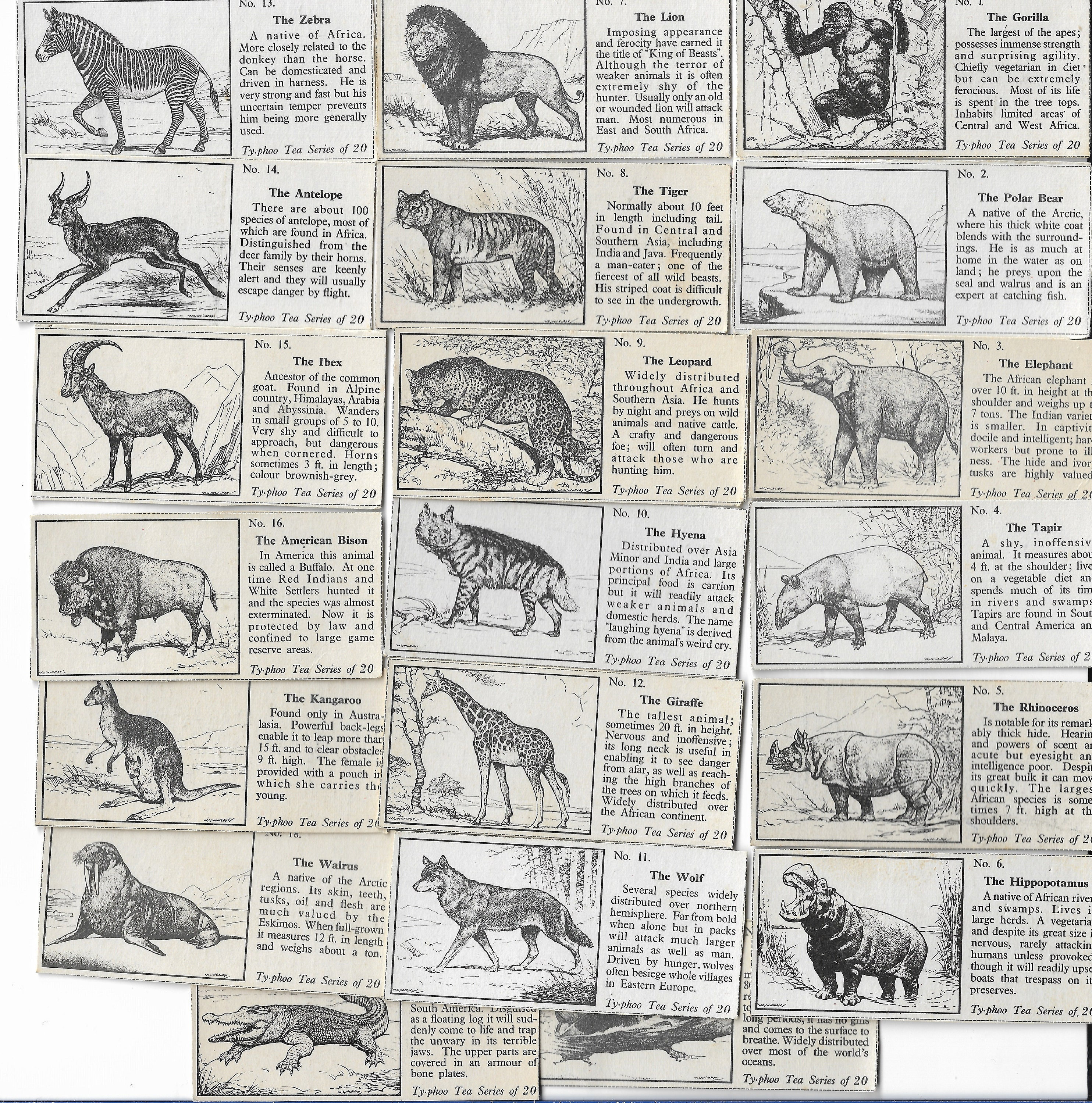 20 Vintage Tea Cards Wild Animals. 1955. Full Set. Typhoo - Etsy Australia 20 Vintage Tea Cards Wild Animals. 1955. Full Set. Typhoo - Etsy Australia