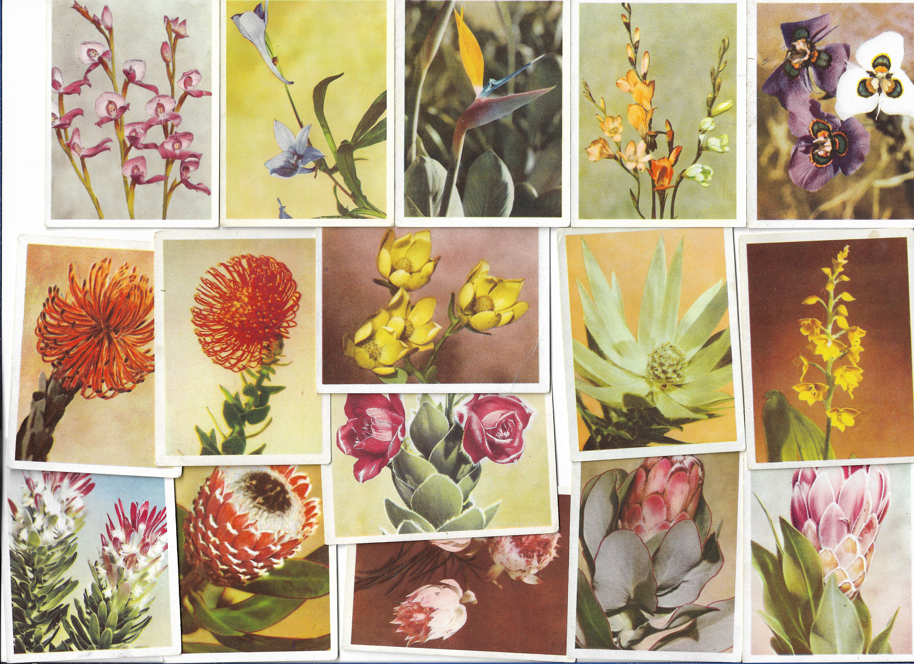 100 Vintage Cigarette Cards - Our South African Flora. 1940. Full Set.  United Tobacco. Floral Flowers Botanical Ephemera Gift South Africa